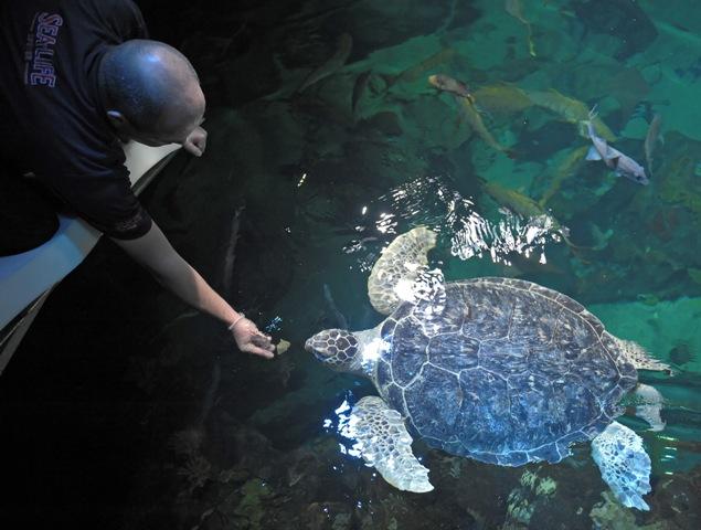 Feed a Green Sea Turtle